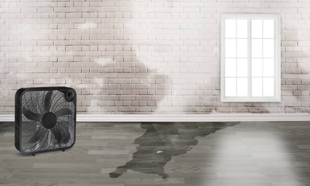 Best Water damage restoration near me  in Beech Grove, IN